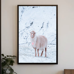 Winter Serenity A Lone Sheep Poster