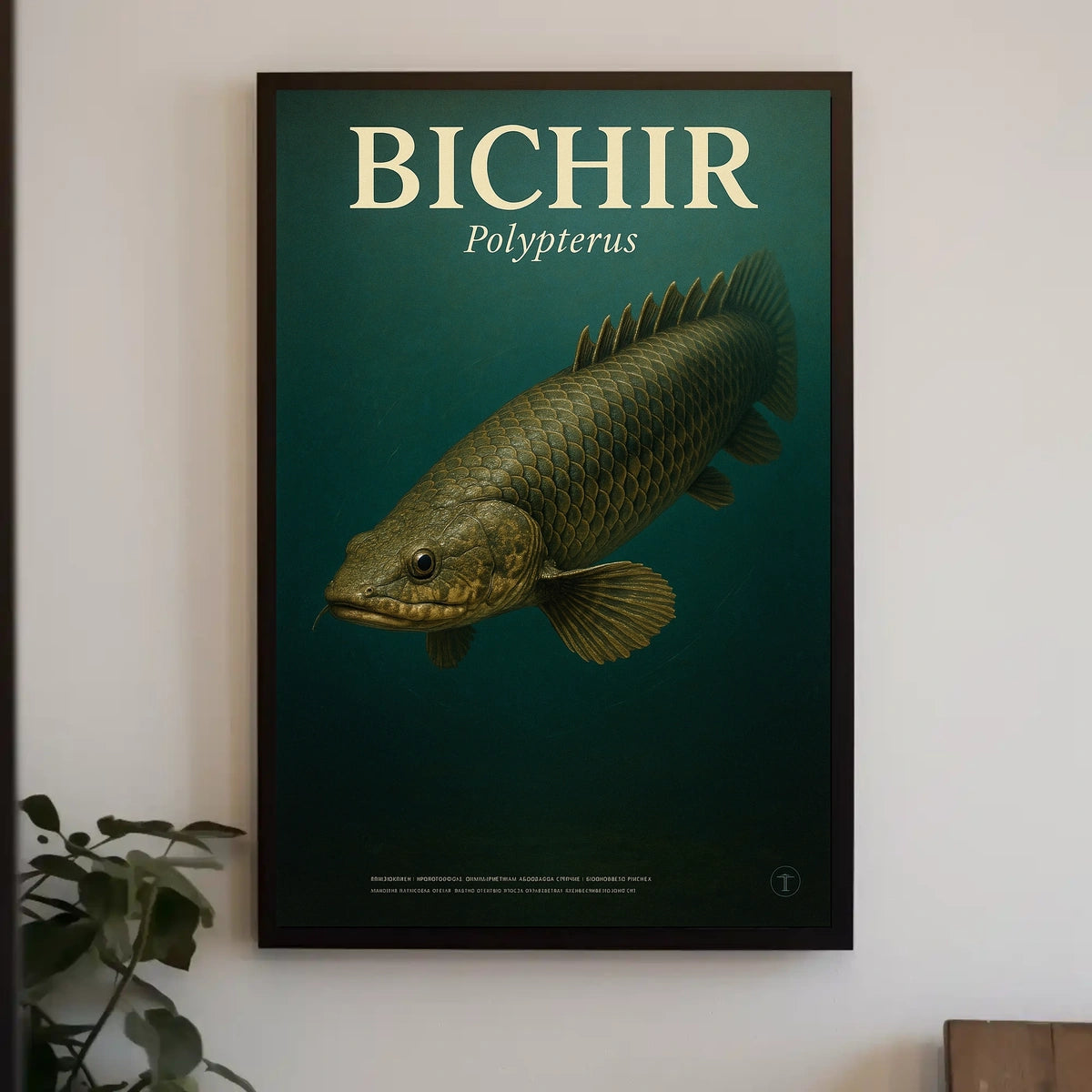 Bichir Polypterus Poster