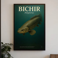 Bichir Polypterus Poster