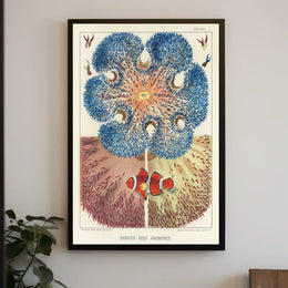 Barrier Reef Anemones Poster