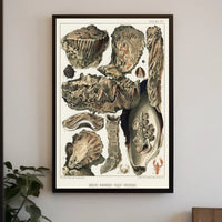 Great Barrier Reef Oysters Poster
