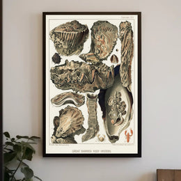 Great Barrier Reef Oysters Poster