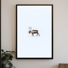 Solitary Reindeer In Snow Poster
