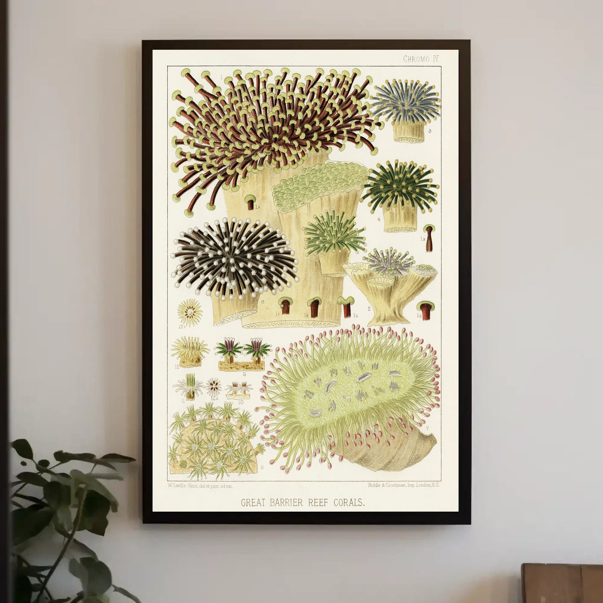 Great Barrier Reef Corals Poster