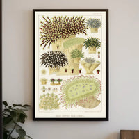 Great Barrier Reef Corals Poster