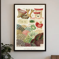 Great Barrier Reef Corals Poster