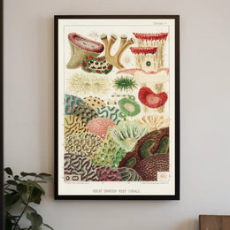 Great Barrier Reef Corals Poster