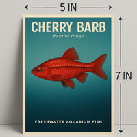 Cherry Barb Freshwater Aquarium Fish Poster PosterGoat
