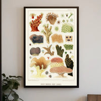Great Barrier Reef Corals Poster