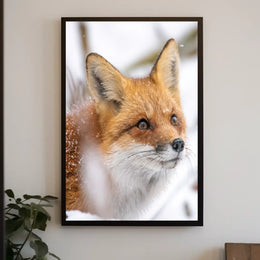 Red Fox in Winter Wonderland Animal Poster