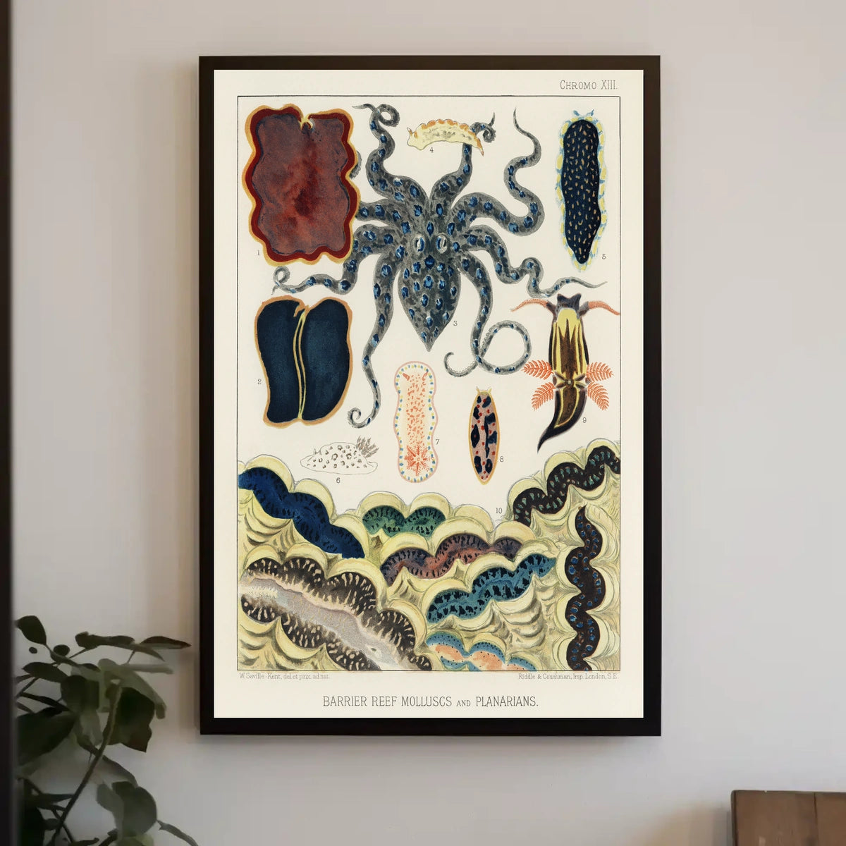 Barrier Reef Molluscs And Planarians Poster