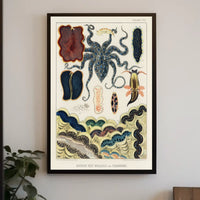 Barrier Reef Molluscs And Planarians Poster