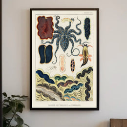 Barrier Reef Molluscs And Planarians Poster