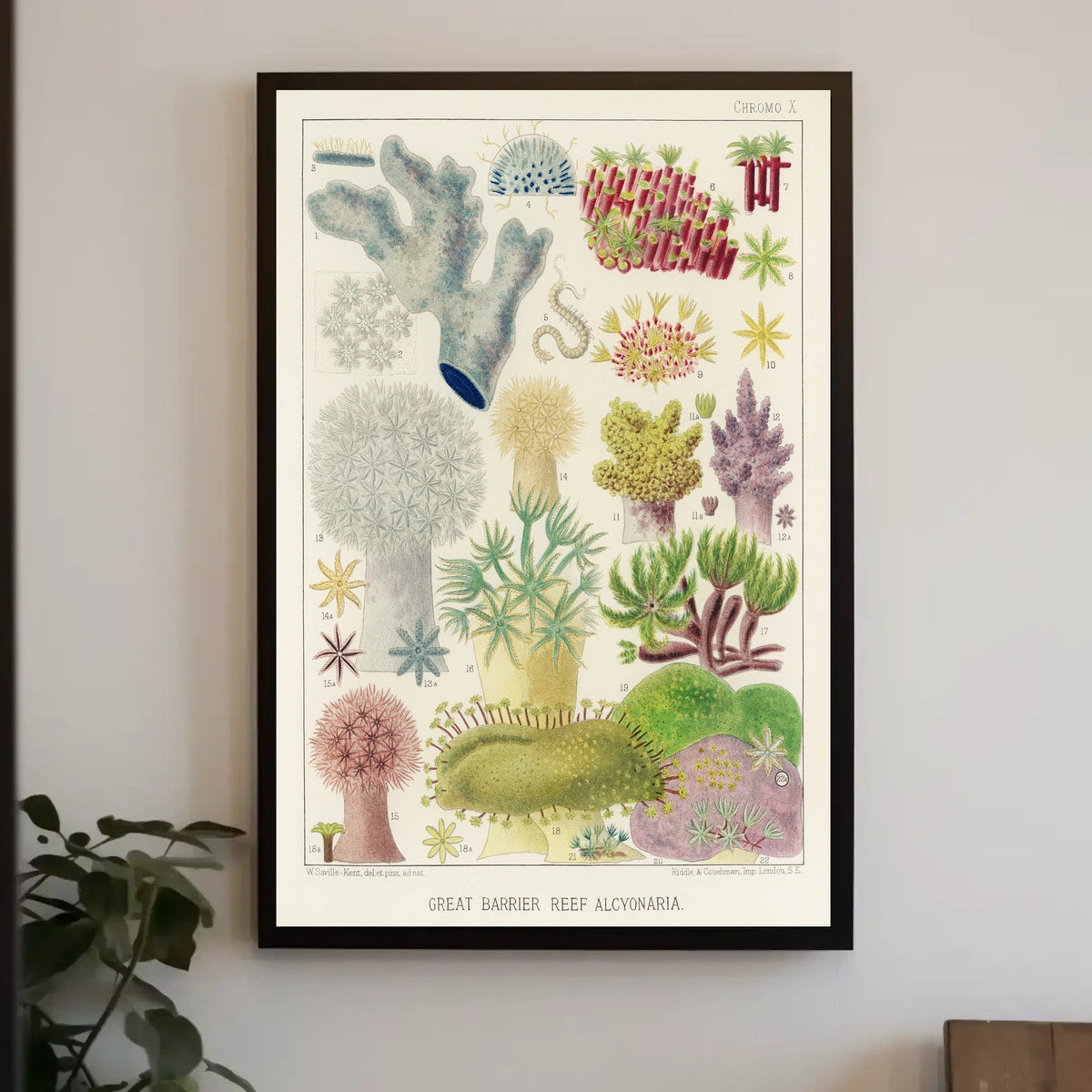 Great Barrier Reef Alcyonaria Poster