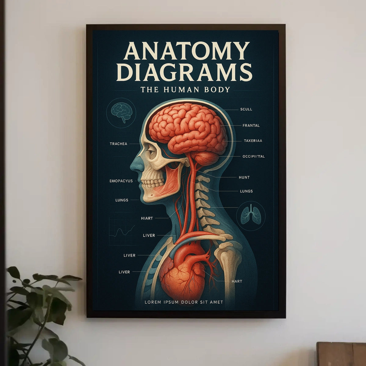 Anatomy Diagrams The Human Body Poster