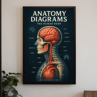 Anatomy Diagrams The Human Body Poster