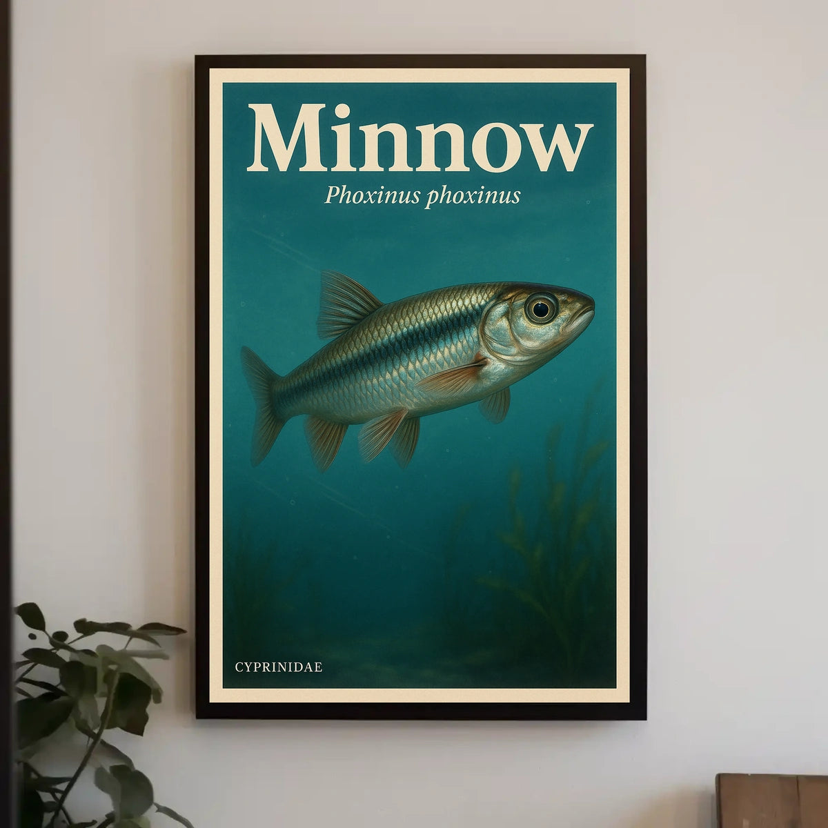 Minnow Phoxinus Phoxinus Poster