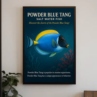 Powder Blue Tang Salt Water Fish Poster