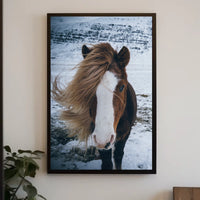 Majestic Icelandic Horse in Winter Animal Poster