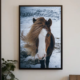 Majestic Icelandic Horse in Winter Animal Poster