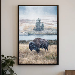 Majestic Bison In Snowfall Poster