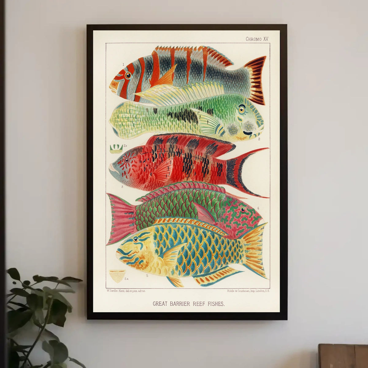 Great Barrier Reef Fishes Poster