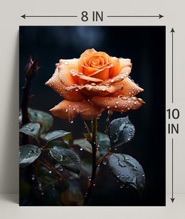 Dew-Kissed Rose Poster PosterGoat