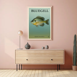 Bluegill Fish Illustration Poster