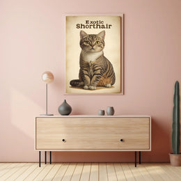 Exotic Shorthair Cat Portrait Photography Realism Poster