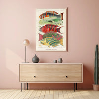 Great Barrier Reef Fishes Poster