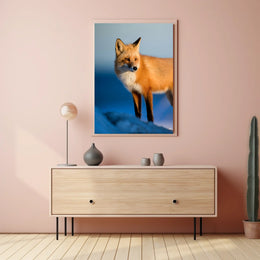 Majestic Fox In The Wild Poster