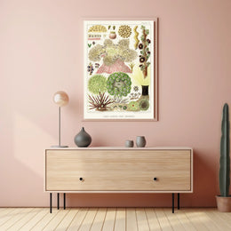 Great Barrier Reef Anemones Poster