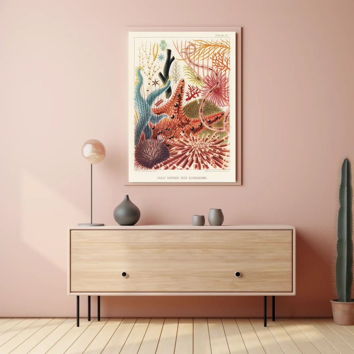 Great Barrier Reef Echinoderms Poster