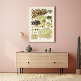 Great Barrier Reef Corals Poster