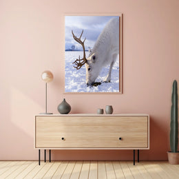 Majestic Reindeer In Snow Poster