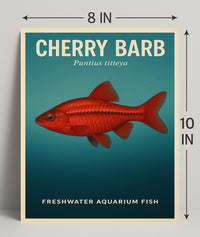 Cherry Barb Freshwater Aquarium Fish Poster PosterGoat