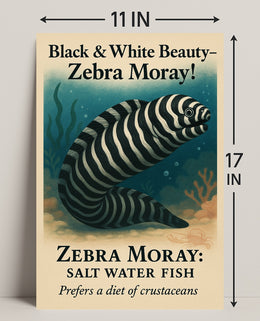 Black White Beauty Zebra Moray Poster PosterGoat