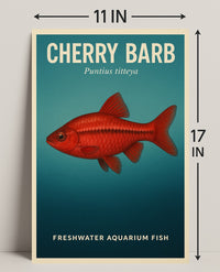 Cherry Barb Freshwater Aquarium Fish Poster PosterGoat