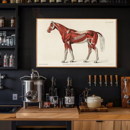 Equine Muscle Anatomy Vintage Educational Poster