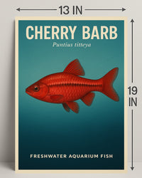Cherry Barb Freshwater Aquarium Fish Poster PosterGoat