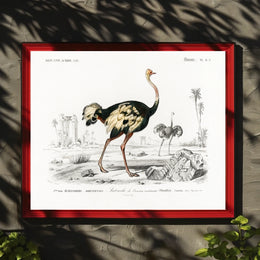 Ostrich Exploration in Ancient Continent Animal Poster