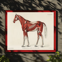 Equine Muscle Anatomy Vintage Educational Poster
