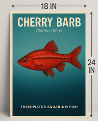 Cherry Barb Freshwater Aquarium Fish Poster PosterGoat