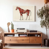 Equine Muscle Anatomy Vintage Educational Poster
