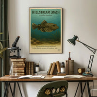 Hillstream Loach Sewellia Lineolata Poster