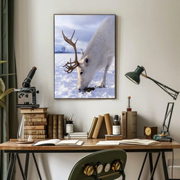 Majestic Reindeer In Snow Poster
