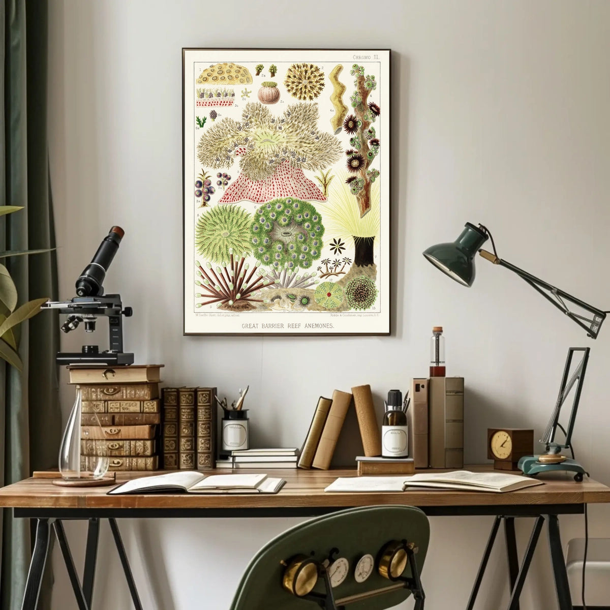 Great Barrier Reef Anemones Poster