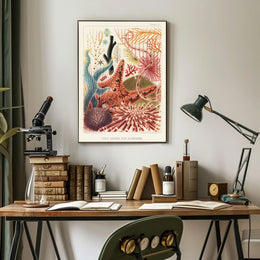 Great Barrier Reef Echinoderms Poster