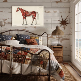 Equine Muscle Anatomy Vintage Educational Poster